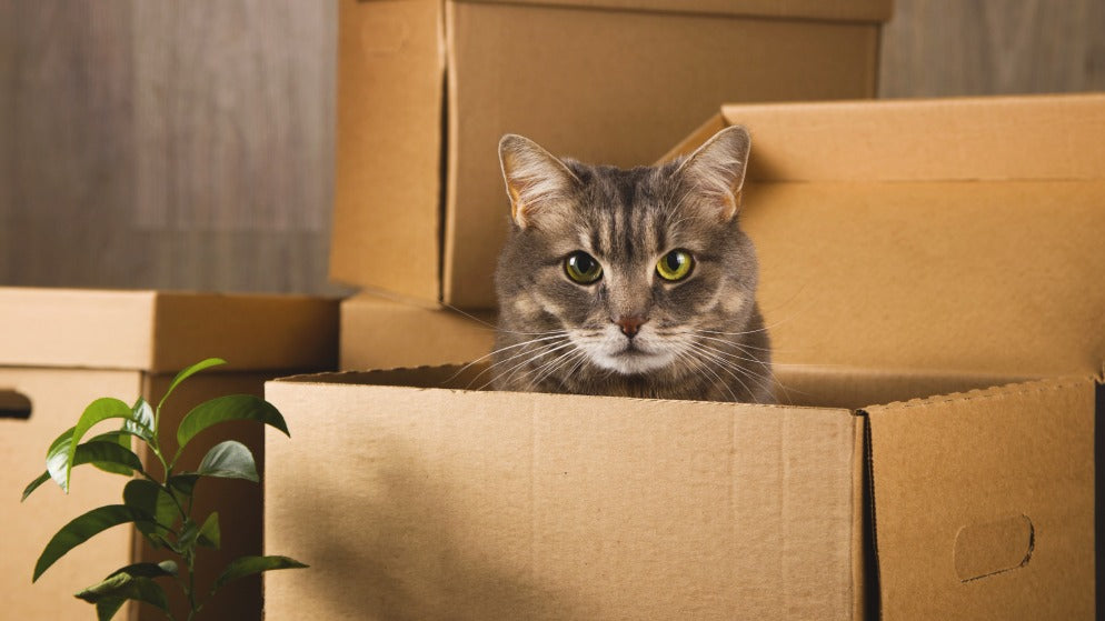 Eine Katze sitzt in einem Umzugskarton.