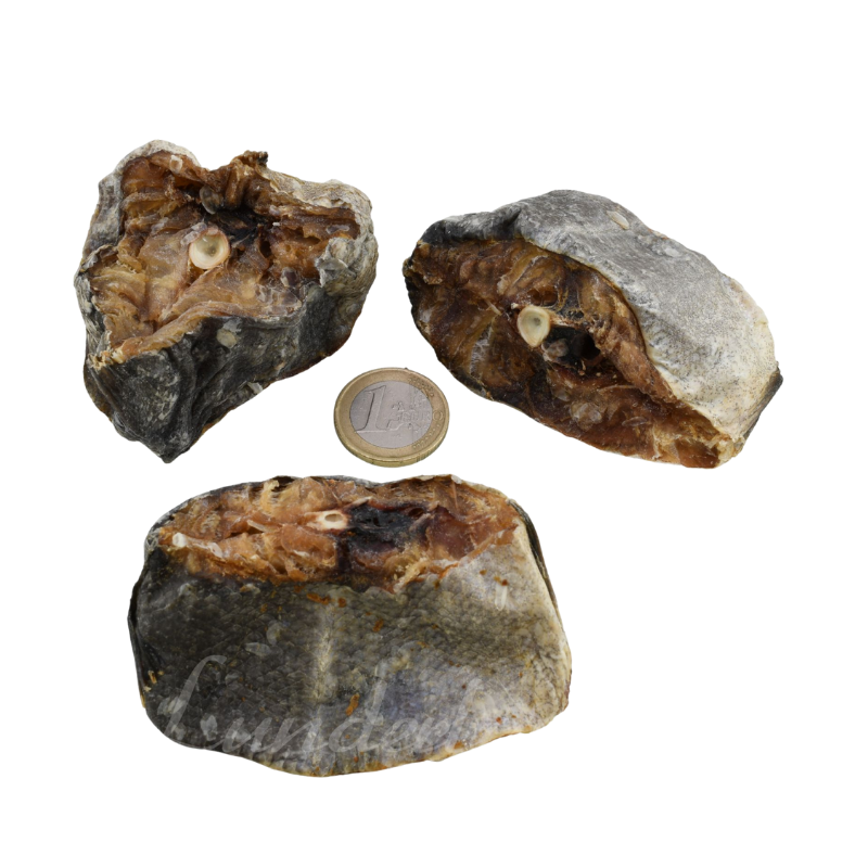 Lunderland Dorsch gesägt