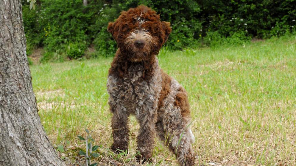 Ein Hund der Rasse Lagotto Romagnolo in der Natur.