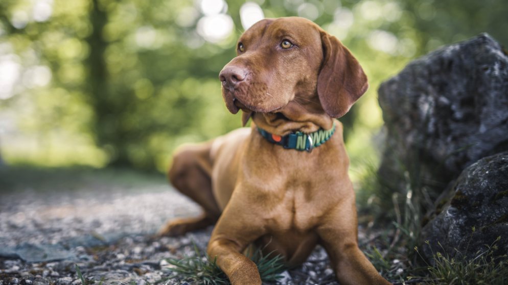 Ein Hund der Rasse Magyar Vizsla liegt auf einem Kiesweg.