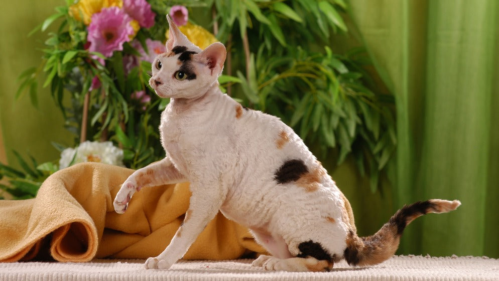 Eine Katze der Rasse Cornish Rex in einer Wohnung.