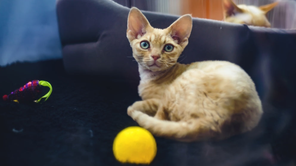 Eine Katze der Rasse German Rex liegt auf einem Sofa.