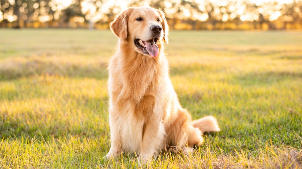 Ein Hund der Rasse Golden Retriever in der Natur.