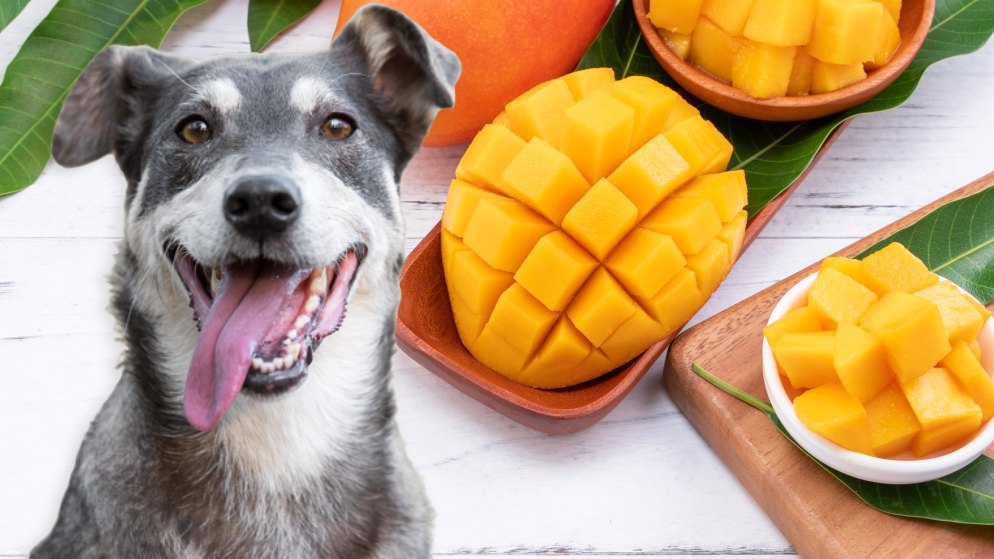 Ein begeistert wirkender Hund mit Mangos.