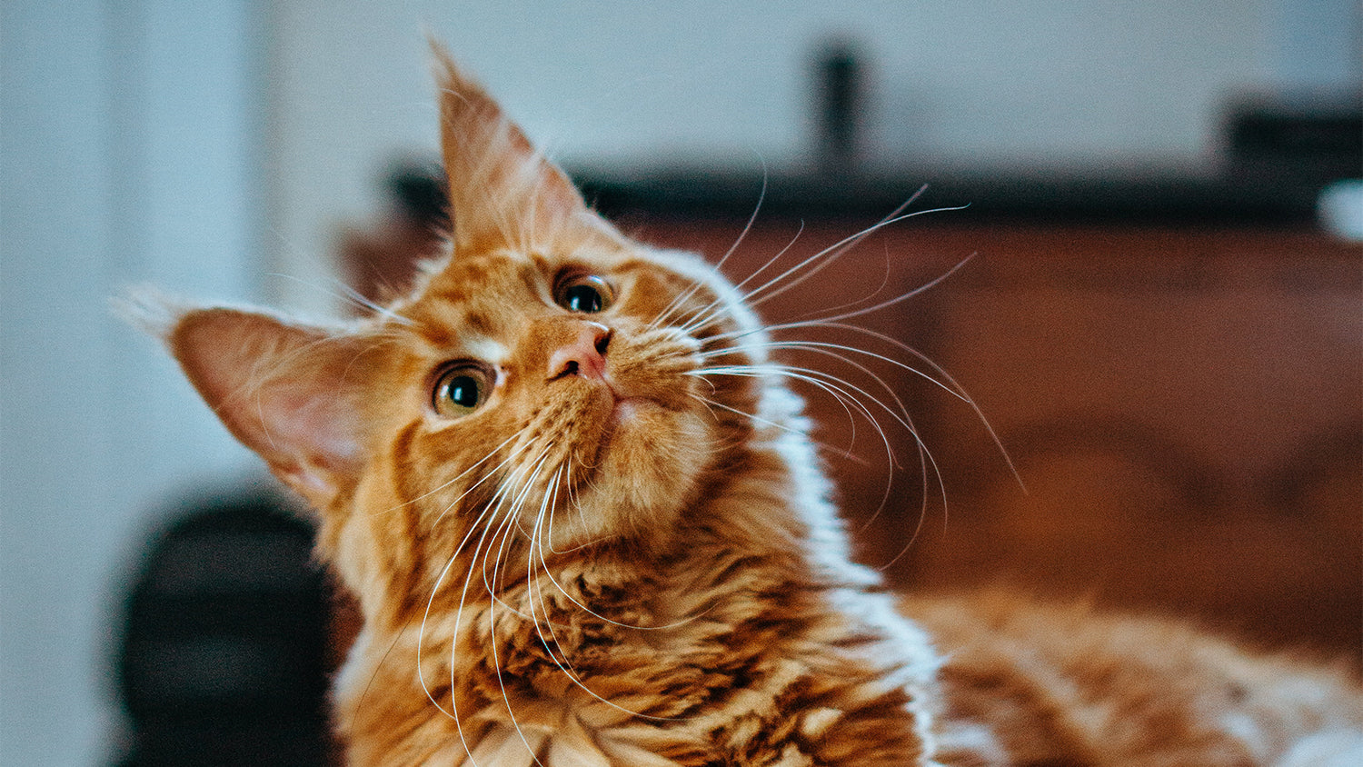 Eine Katze schaut mit großen Augen nach oben.