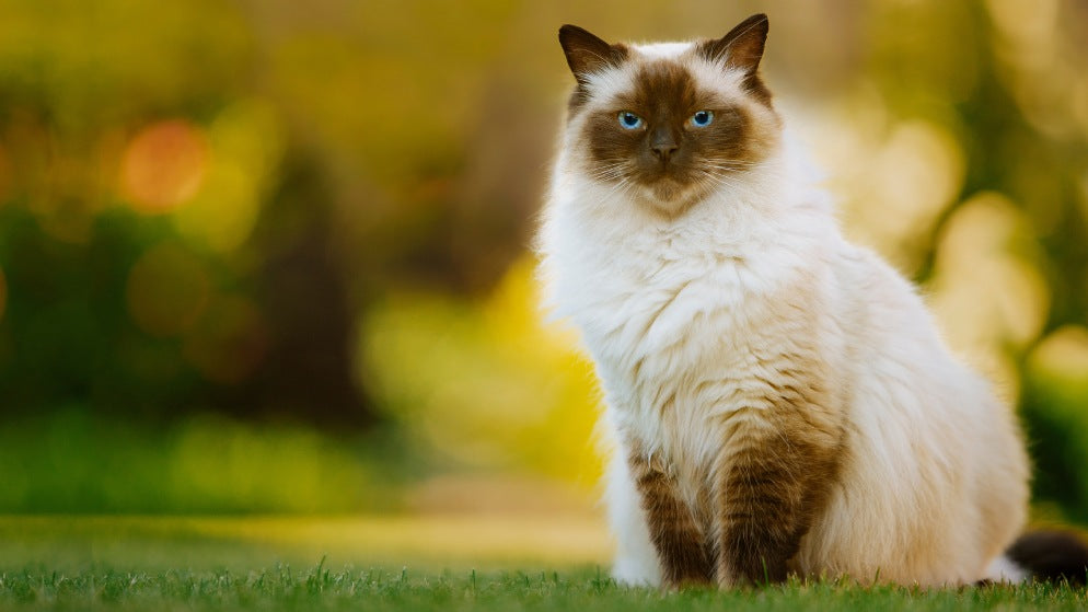 Eine Katze der Rasse Ragdoll in der Natur.