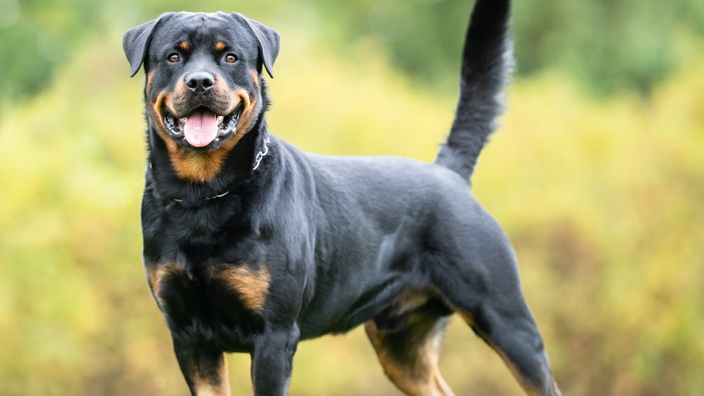 Ein Hund der Rasse Rottweiler in der Natur.