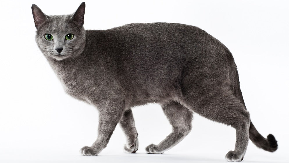 Eine Katze der Rasse Russisch Blau.