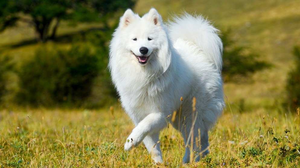 Ein Hund der Rasse Samojede in der Natur.