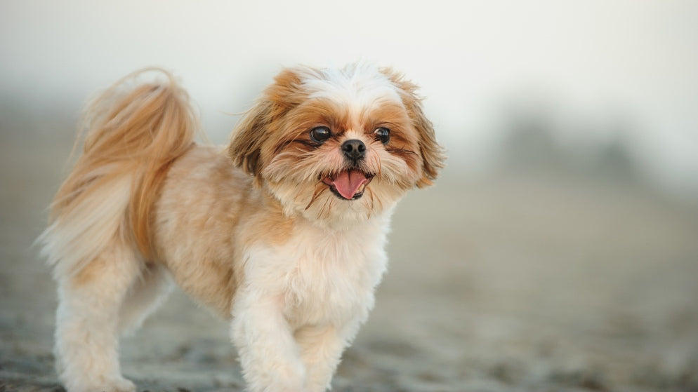 Ein Hund der Rasse Shih-Tzu in der Natur.