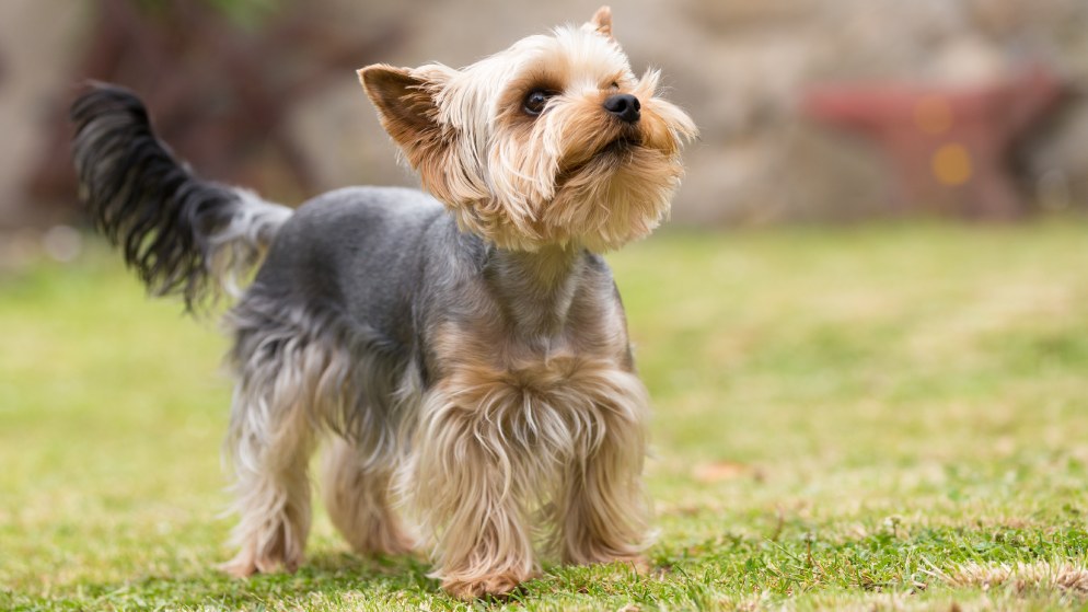 Ein Hund der Rasse Yorkshire Terrier in der Natur.